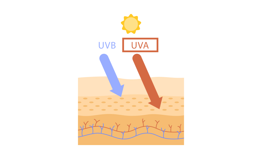 肌をすぐに黒くするのはUV-Aの影響